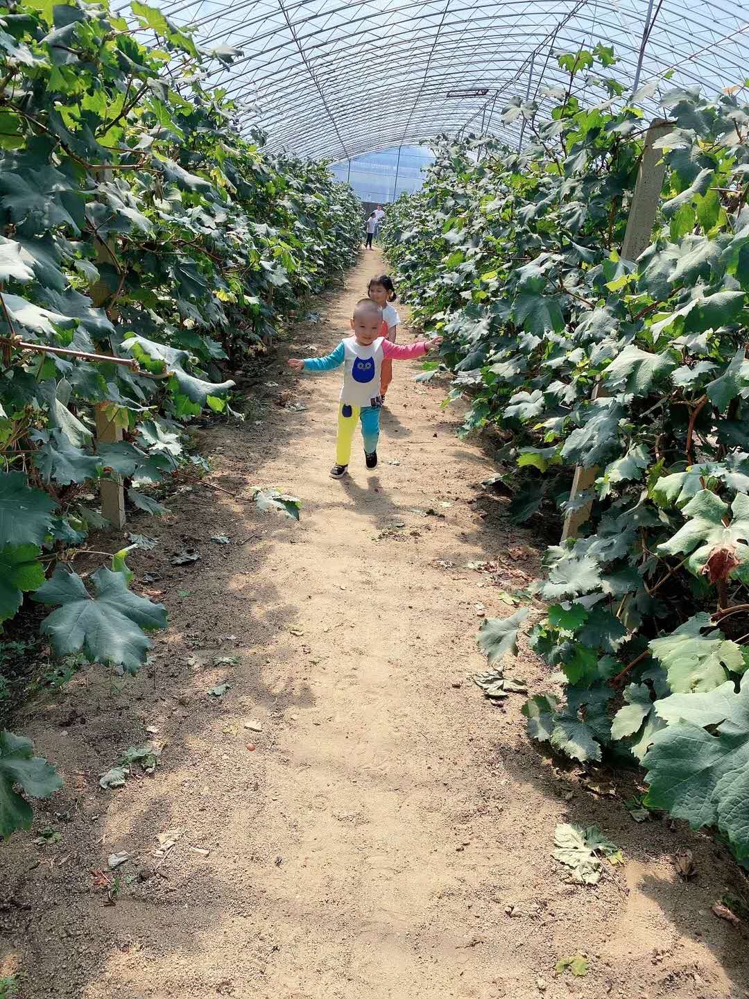 沈阳哪里有采榛子的采摘园,沈阳采摘园哪个最好玩