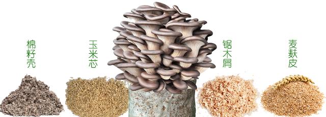 在家种蘑菇菌包靠谱吗,家种蘑菇菌包