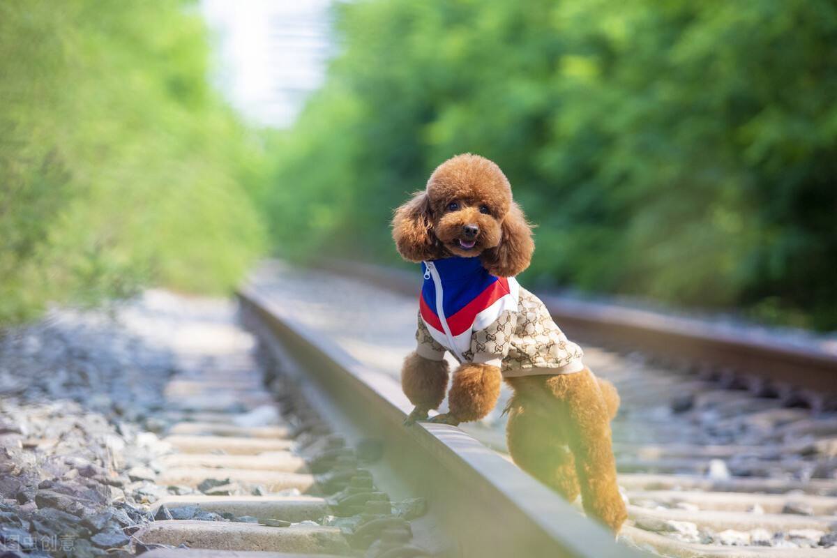 养狗须知狗狗总是不吃东西怎么办,养狗喂奶粉拉稀怎么办