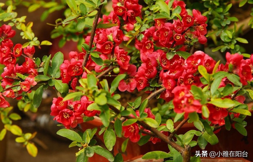 寒冬腊月养这“四种花”,越冷越开花,春节开的最美,花香满屋!