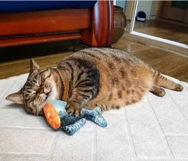 最适合家养的猫排名橘猫,最胖的品种猫排名