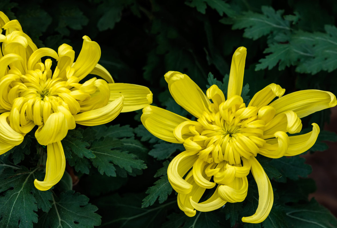 菊花在古代被古人称为什么之一,古代菊花的别称是什么