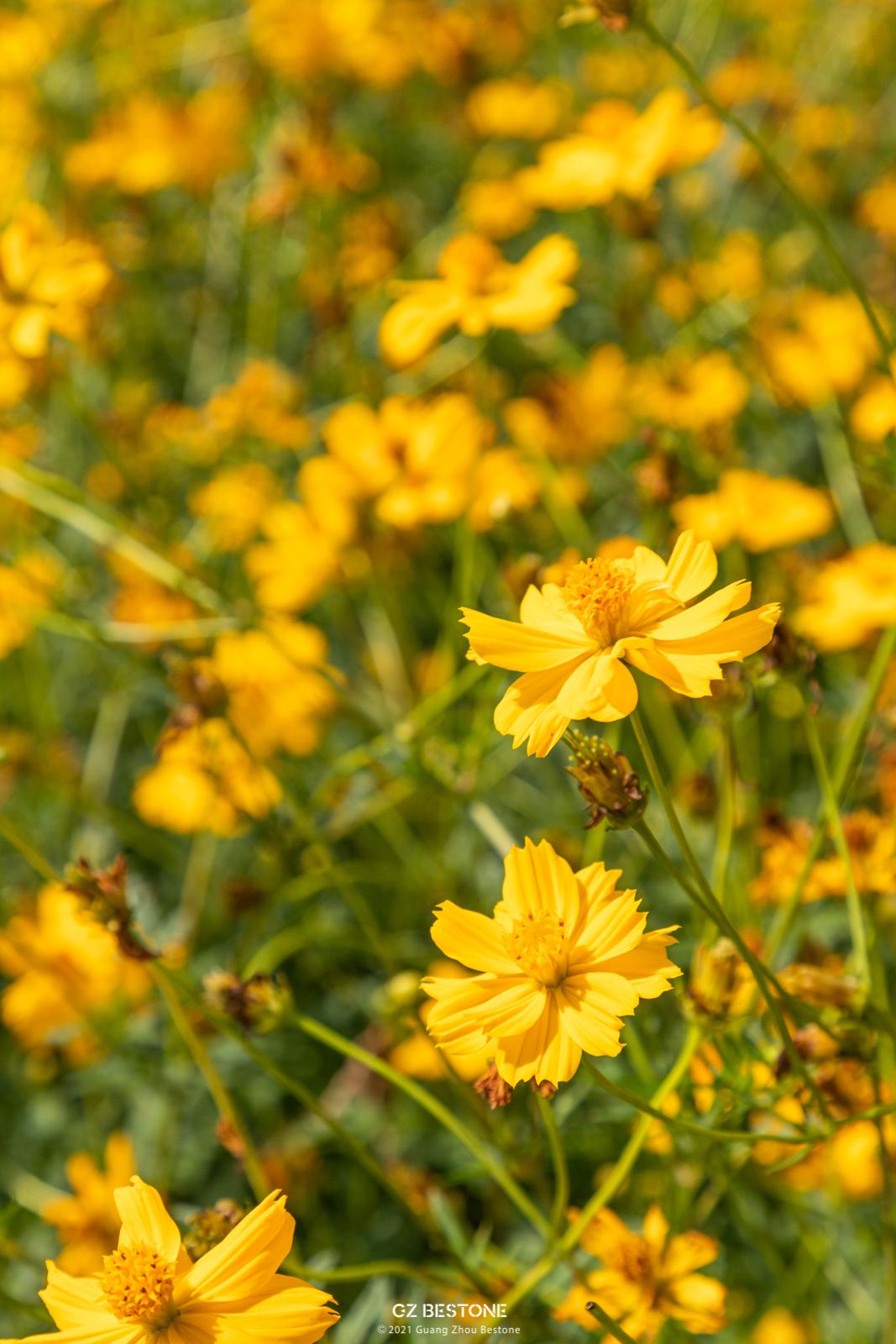 广州花海最新视频,广州花海大片蔚为壮观