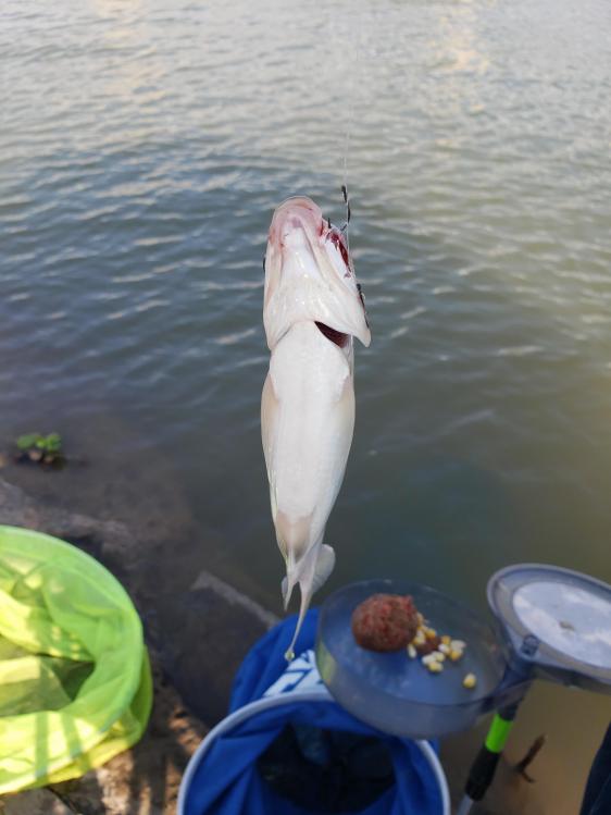 金迦潘钓杆,金迦潘求败渔具好用吗