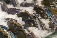 死螃蟹吃了真的会中毒吗,吃隔夜蟹的中毒症状