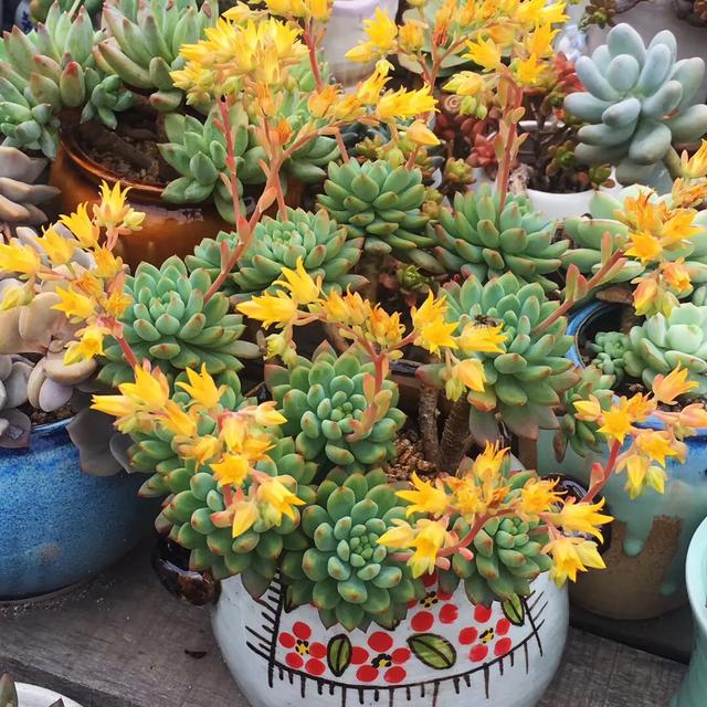 多肉是如何上色的,多肉怎么上色快又好看的绝招