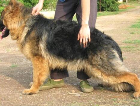 公犬不育的原因有哪些,公狗不孕怎么办