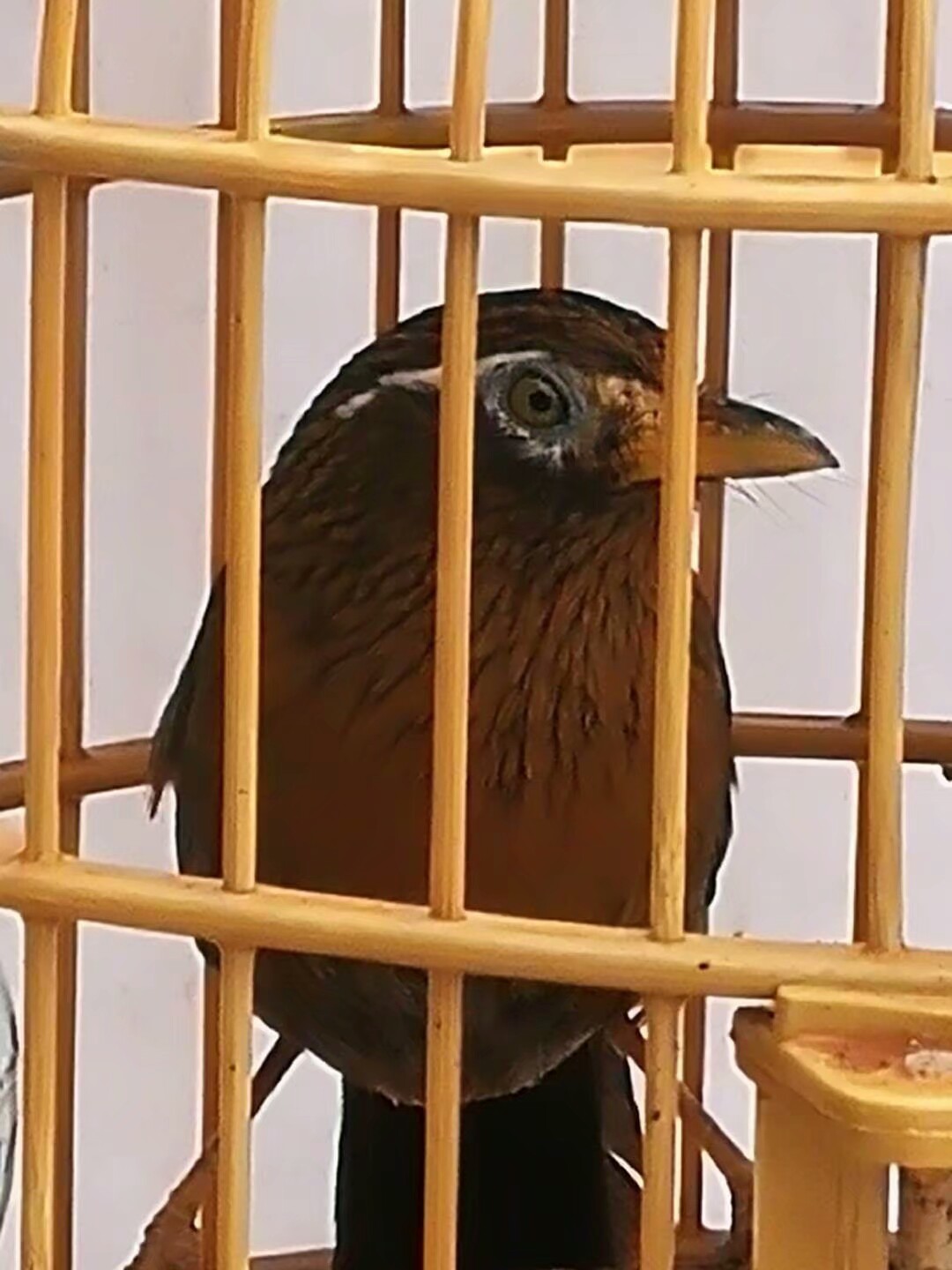 画眉鸟撞笼怎么办,画眉鸟静养闭笼