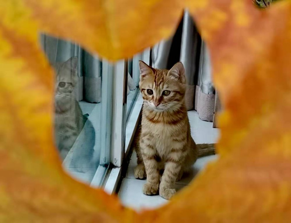 *草烟**微语丨昨夜今晨*草烟**事12.012020