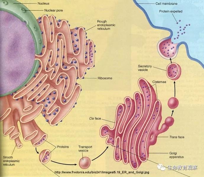 细胞的亚显微结构,细胞亚显微结构模型