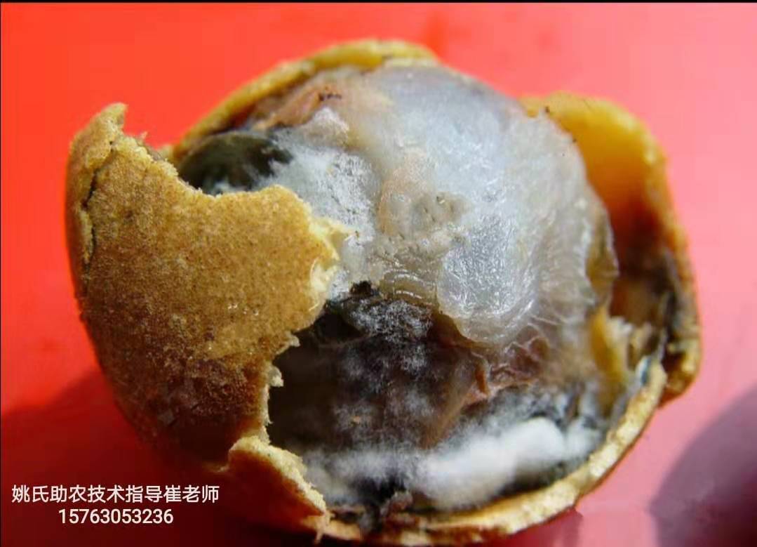 龙眼刚结果又发新芽,龙眼果蒂处发霉