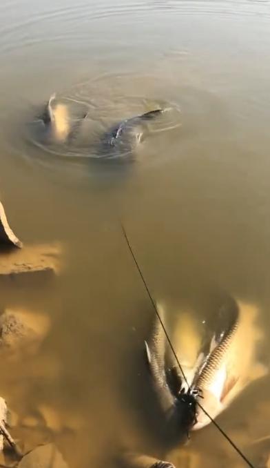 养狗的人可以遛狗，养鱼的人也可以遛鱼啊！这种骚操作你见过没？