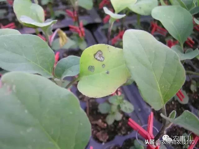 种茄子的六个步骤简短文字,种茄子的基本知识