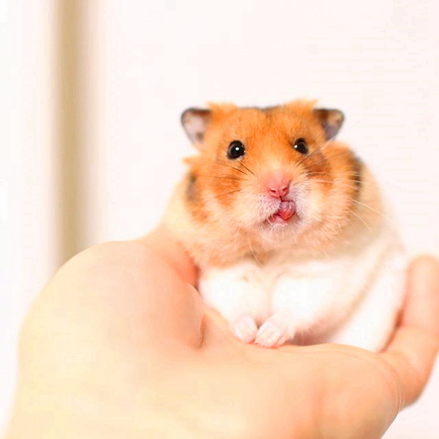 仓鼠幼鼠该怎么养,仓鼠幼鼠应该怎么养