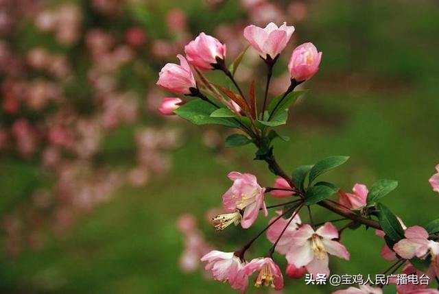 描写西府海棠的散文,散文西府海棠