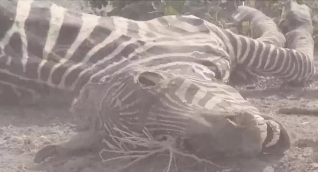 年度最佳女主角范冰冰,颜值与演技力压范冰冰