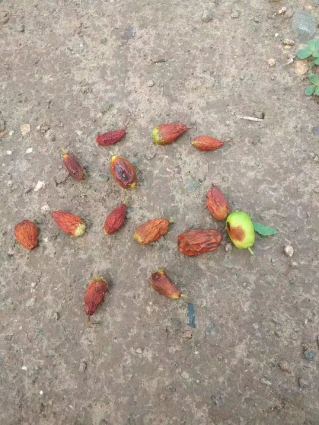 枣树细菌性穿孔病用什么杀菌剂好,一滴卡灭杀菌剂治疗枣树小叶病吗