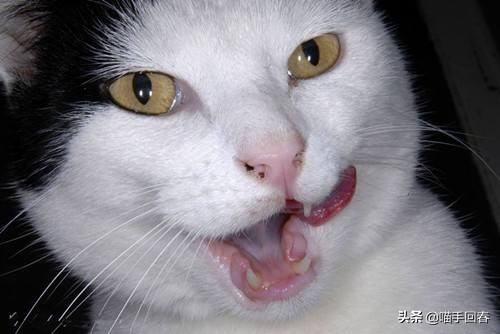 猫咪贫血吃什么补血最快,一个月大猫咪贫血怎么治