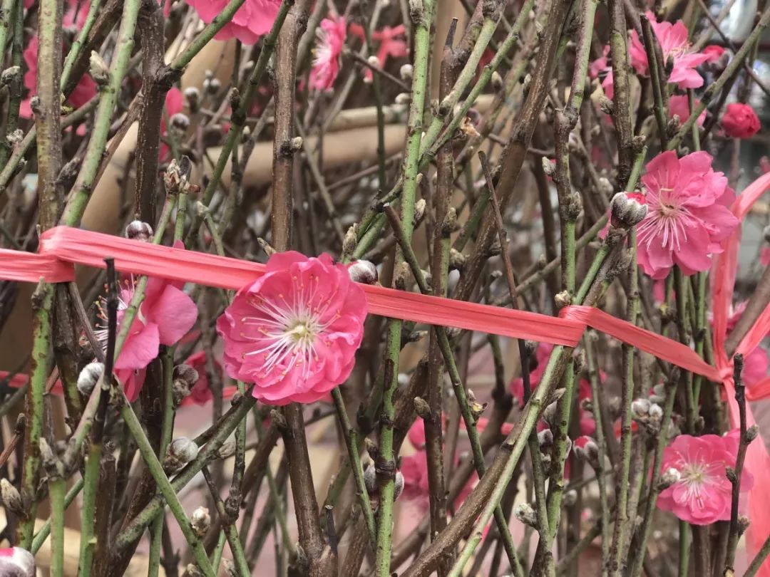 肇庆各区花市,2020肇庆市花市图片