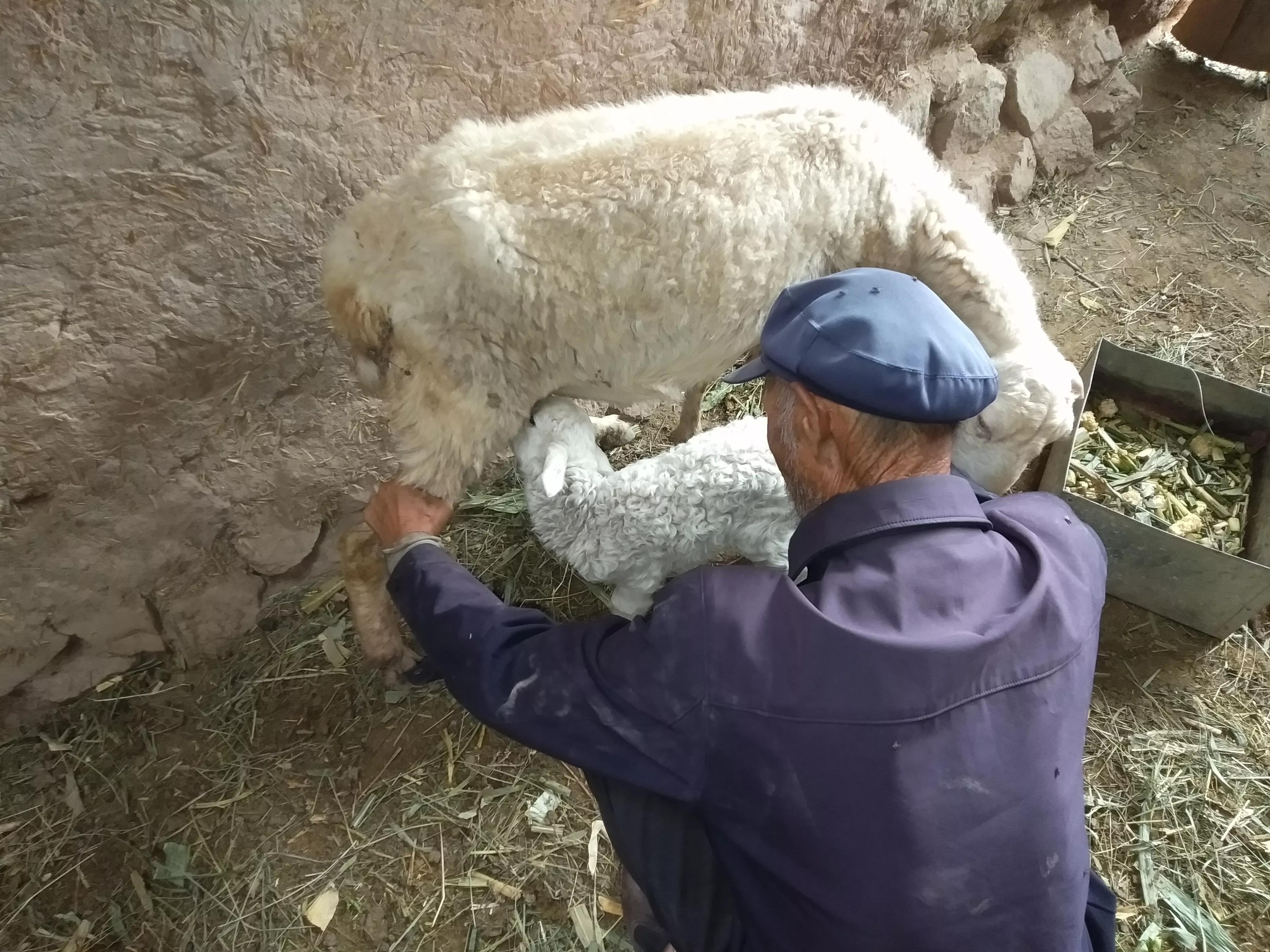 母羊低温表现,母羊感冒有什么表现
