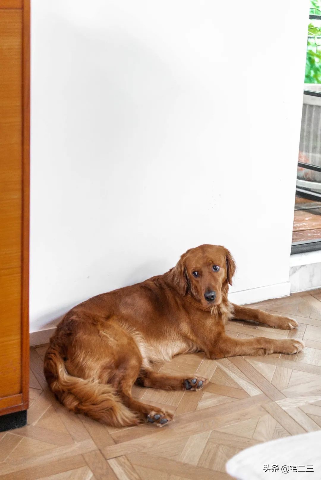 一栋隐居闹市的上海老洋房，一对“新克勒”夫妻的躺平日常