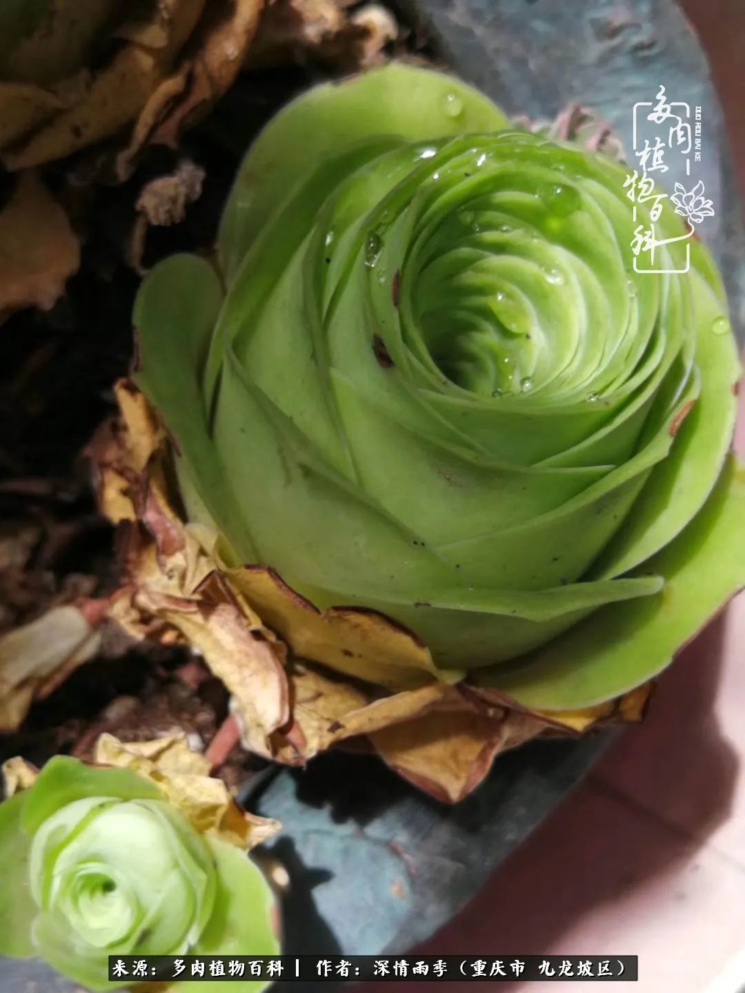 在重庆养多肉养的是一种信仰,重庆养多肉适合用什么土