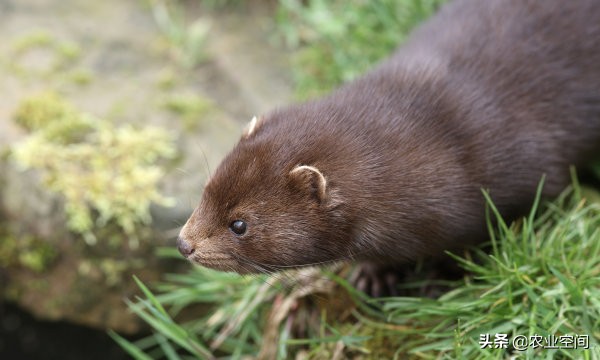 养貂增效的七招,想养貂养什么貂最好