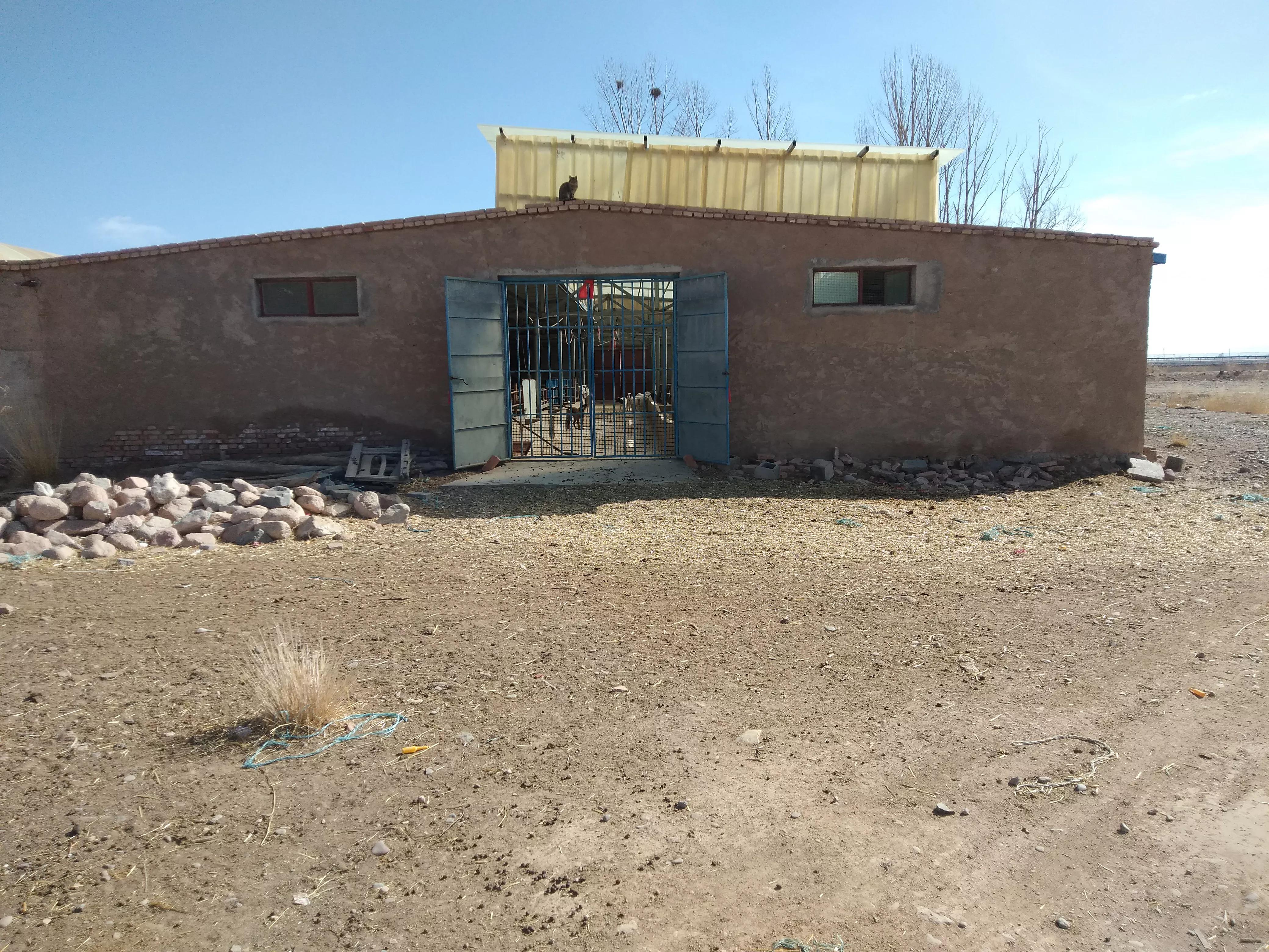 羊价低迷养羊户怎么办,养羊羊价以后涨还是跌