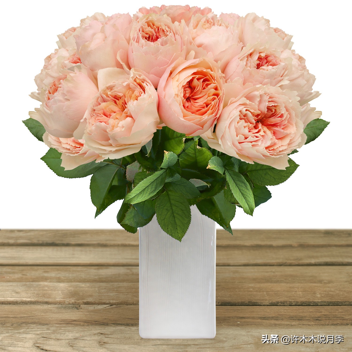 月季扦插发芽又枯萎是什么原因,月季扦插的都发芽了怎么就蔫了