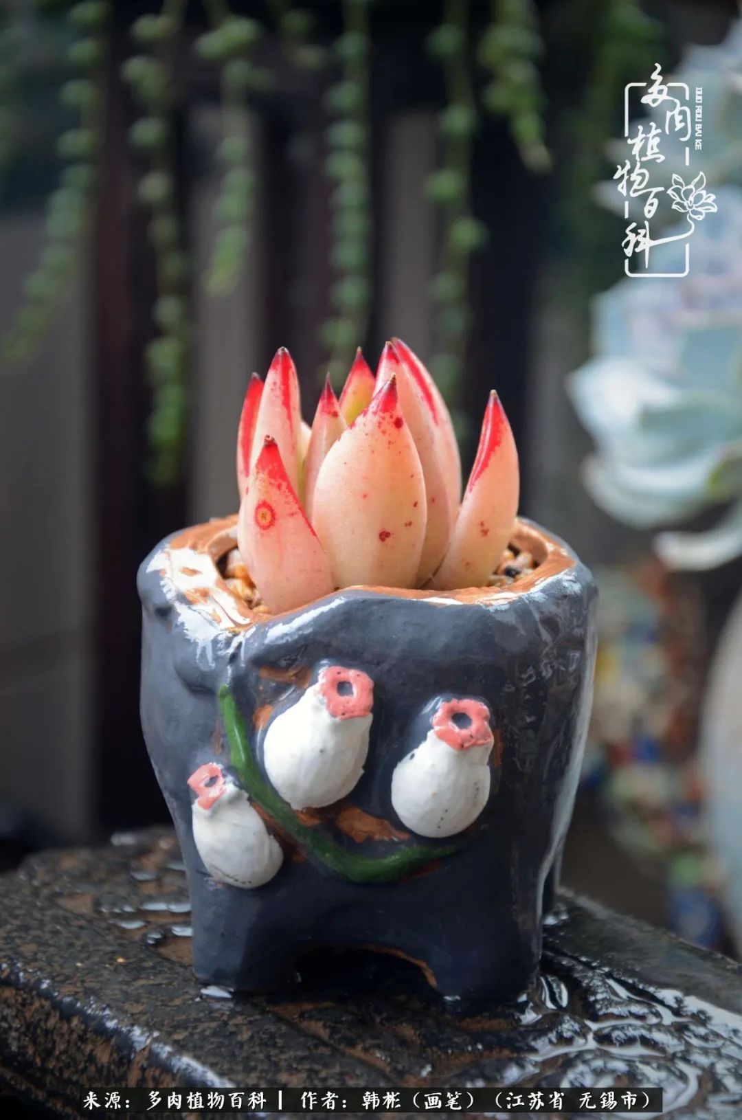 听音乐赏多肉,听音乐赏花赏美景