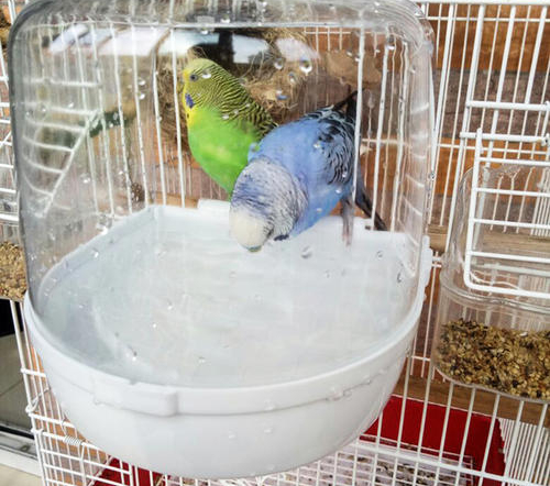 天气太热鹦鹉在家里怎么办,温度过高对鹦鹉有影响吗