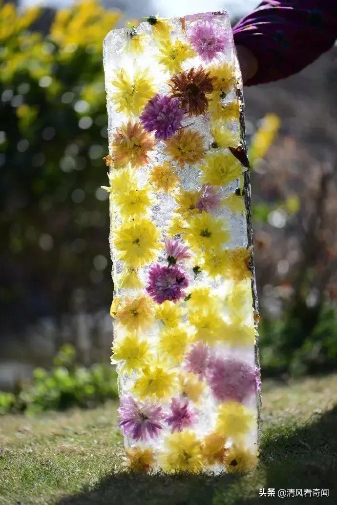 冻冰花美篇,冻冰花的美篇