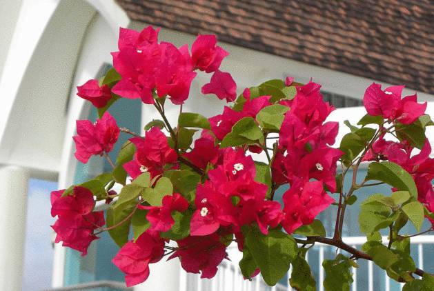 养花新手老养死花,献给那些总把花养死的人