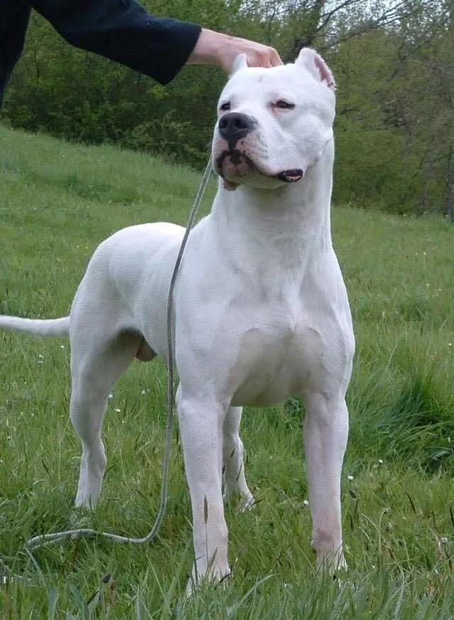 杜高犬山里打猎视频,杜高犬入深山打猎