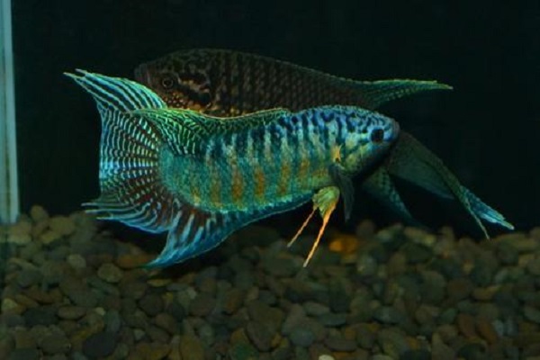 不打氧无过滤能养的小观赏鱼,不用氧气泵就能养的观赏鱼