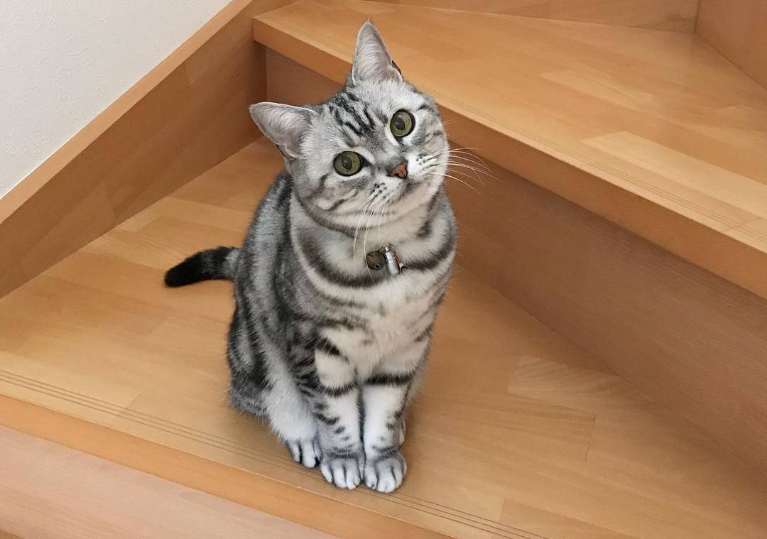 公猫排尿困难？可能是“膀胱结石”在作怪…