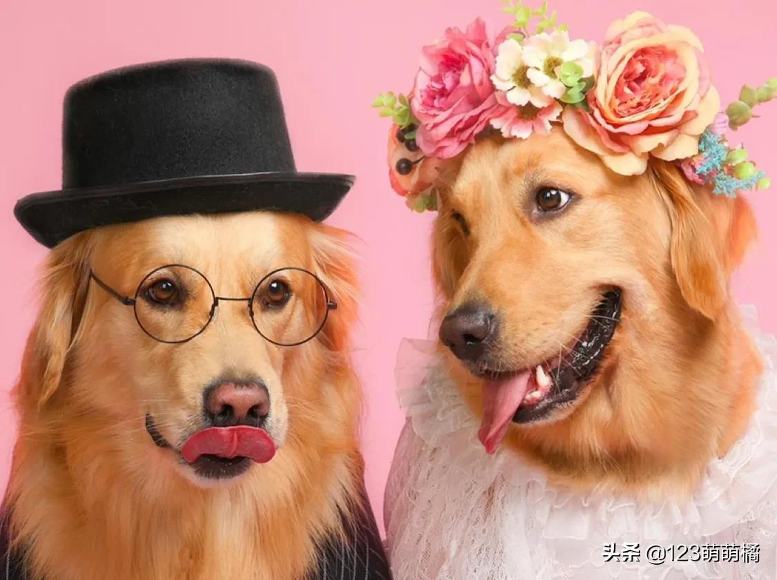 不会解说的解说员——《隔壁家的母狗生娃过程》