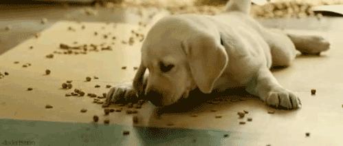 拉布拉多犬怎么看出是好的,怎么区分纯拉布拉多犬幼犬