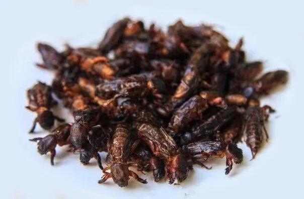 那些年我们吃过的苦,那些年我们吃过的山珍海味