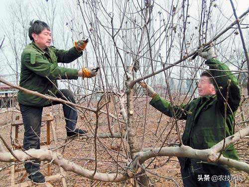 盛果期苹果树修剪的任务是什么,苹果树如何促进枝条生长