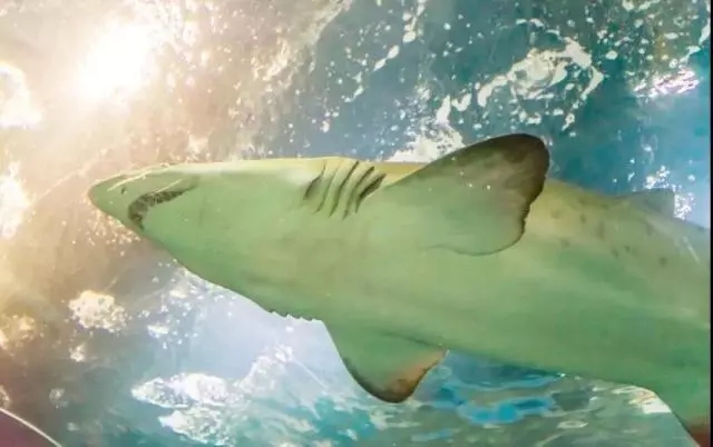 2022西安华夏文旅免费门票预约,西安曲江和华夏哪个海洋公园好