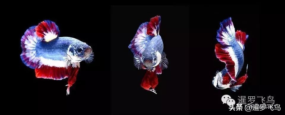 泰国宣布暹罗斗鱼为“国鱼”*旗国**鱼身价百倍