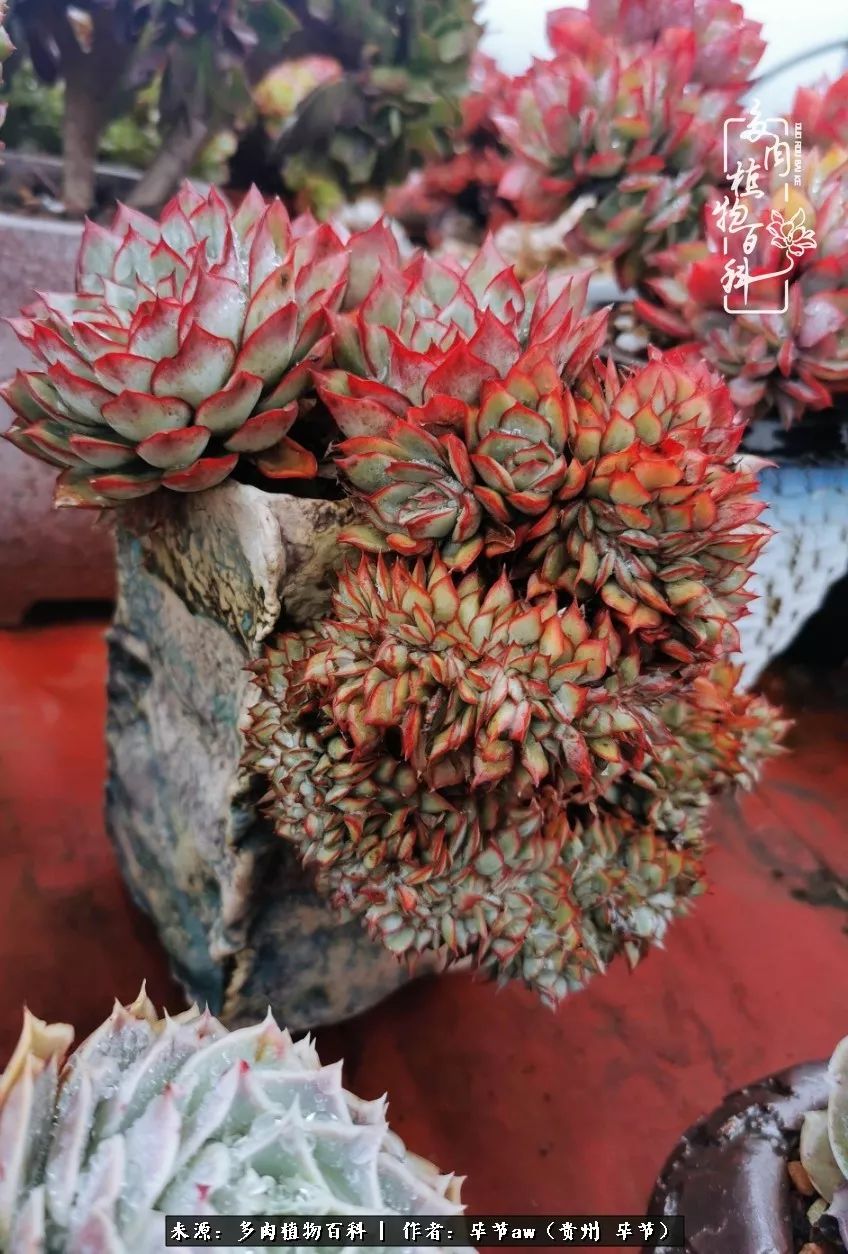 有多少次的会心一笑，全因多肉！那是一种心间流出的甜