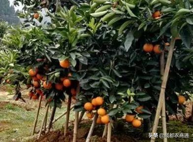 怎样提高刚栽柑橘苗的成活率,柑橘苗栽植时如何消毒