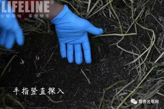 黄缘孵化过程照蛋图,黄缘闭壳龟摸蛋技巧