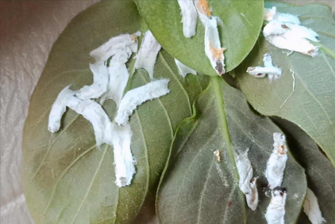 识别介壳虫,怎么判断介壳虫死活