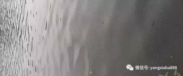 村民养鱼往水库里倒鸡粪当肥料,村民养鱼往水库里倒鸡粪