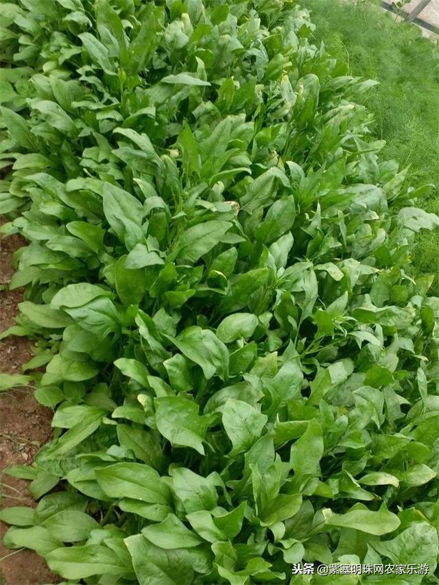 白河湾徐军虎农家院,白河湾徐春宝农家院