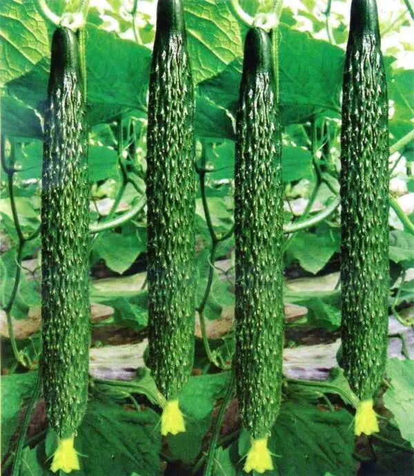 黄瓜的前世今生，告诉你为什么叫黄瓜？