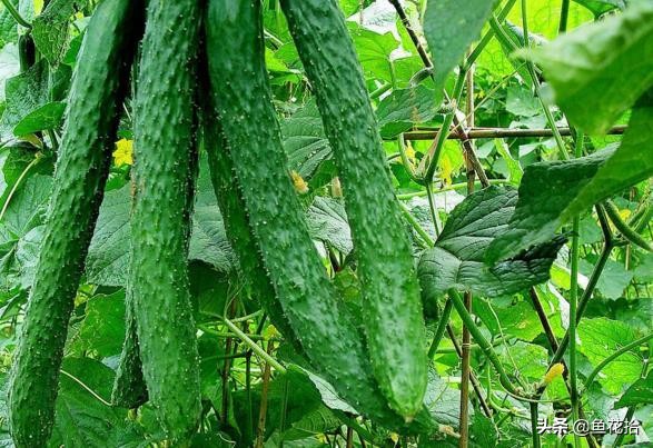 无土栽培常用基质有哪些,无土栽培基质用什么好